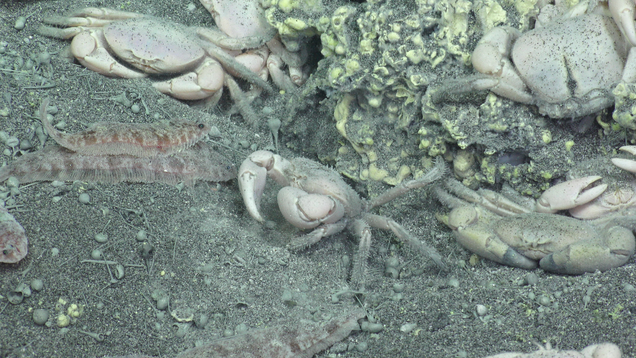 Image: Schmidt Ocean Institute